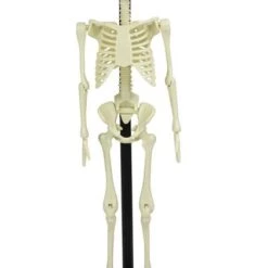 Cheap 😍 FUNTIME Skulls Anatomical Skeleton | KIT 🤩 -DECOR Sales Store funtime anatomical skeleton kit 3 1d78da9c 55e9 4f72 aed8 20e290419bc2 700x700